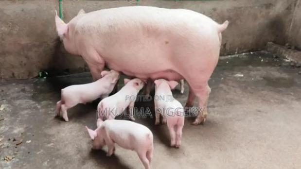Pregnant Pigs - main view