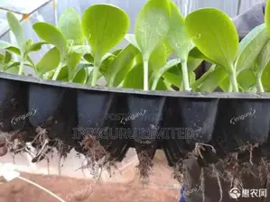 Seed Trays Plastic