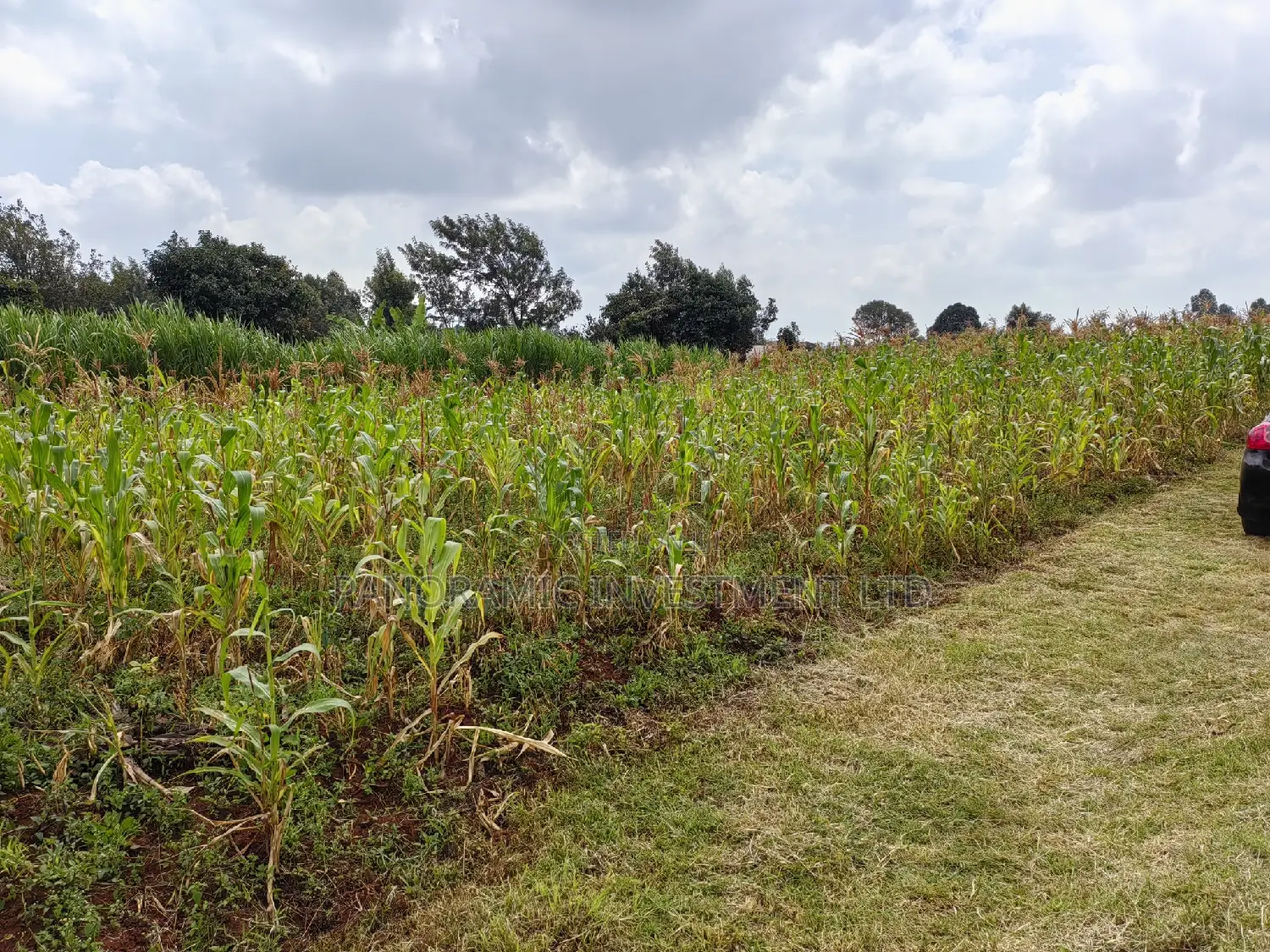 50x100 Plot in Lusegetti Kikuyu Kiambu.