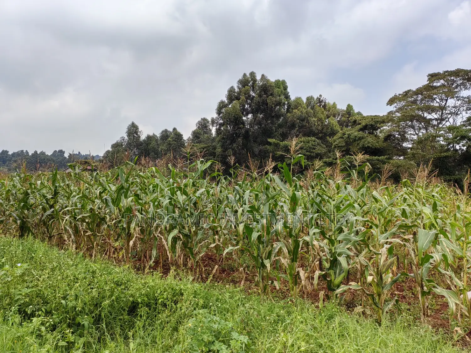 50x100 Plot in Lusegetti Kikuyu Kiambu.