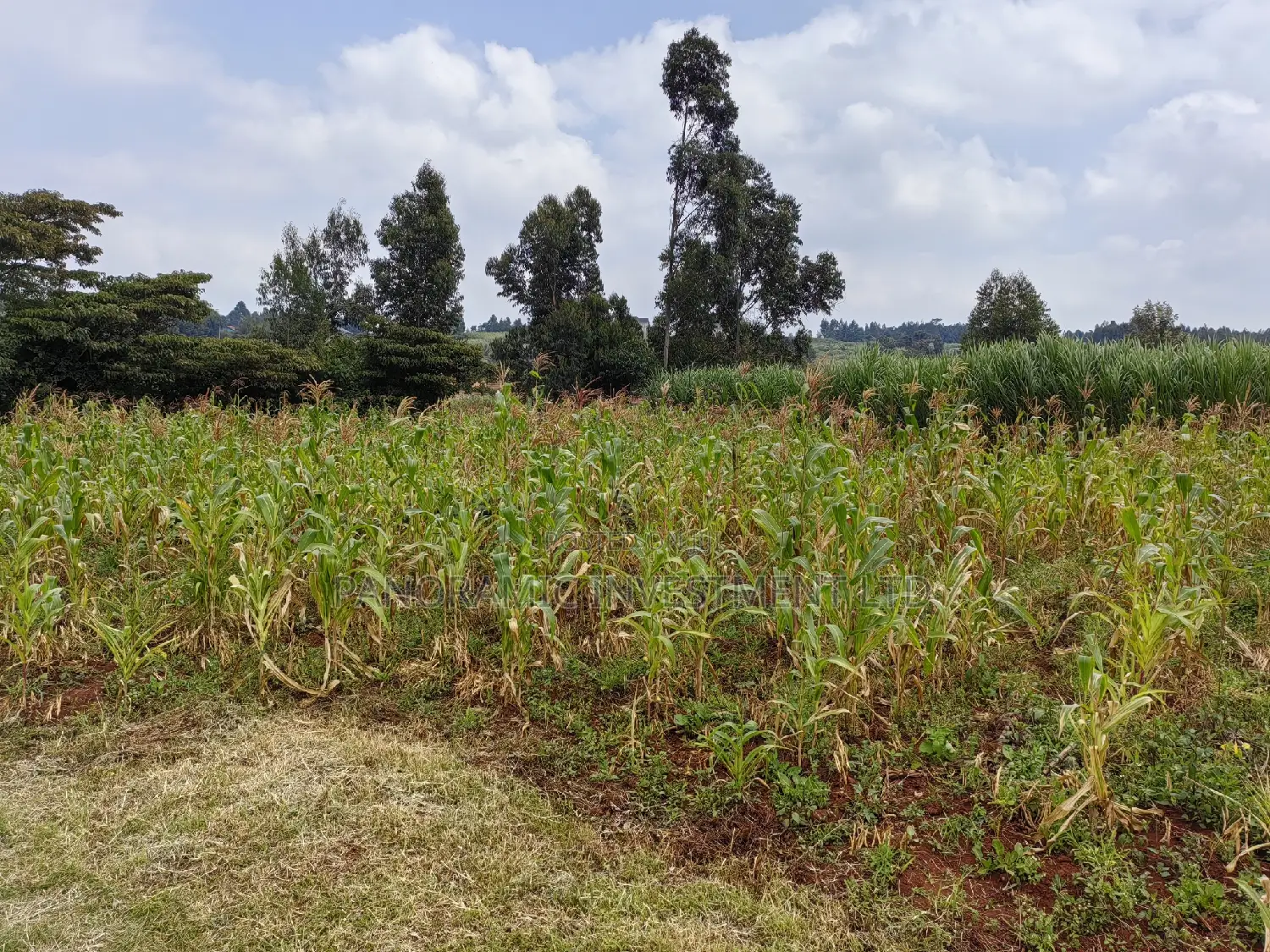 50x100 Plot in Lusegetti Kikuyu Kiambu.