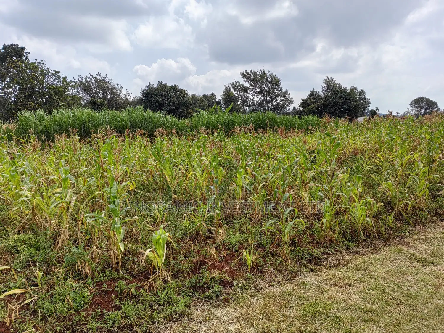 50x100 Plot in Lusegetti Kikuyu Kiambu.