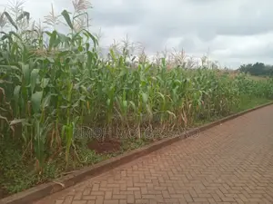 Land in Kitusuru for Sale
