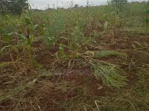 Land in Kitusuru for Sale