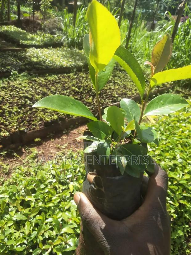 Muguka Seedlings - main view