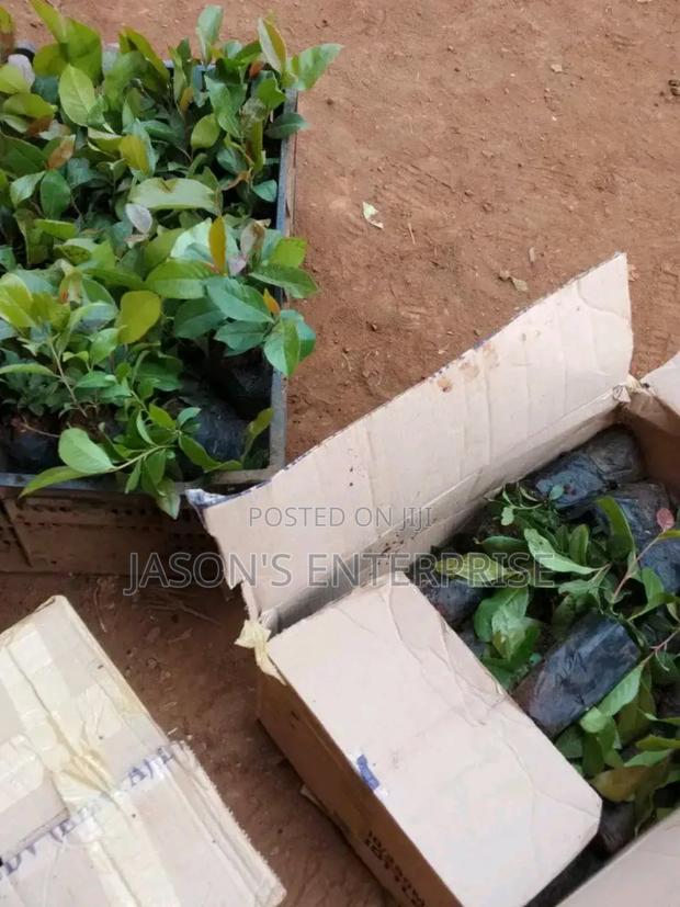 Muguka Seedlings - thumbnail 3