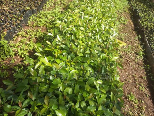 Muguka Seedlings - thumbnail 4