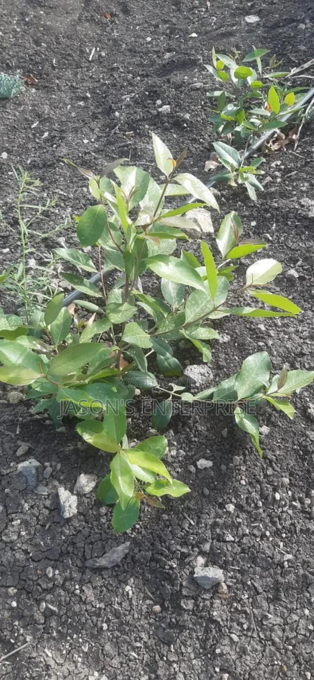 Muguka Seedlings - thumbnail 5