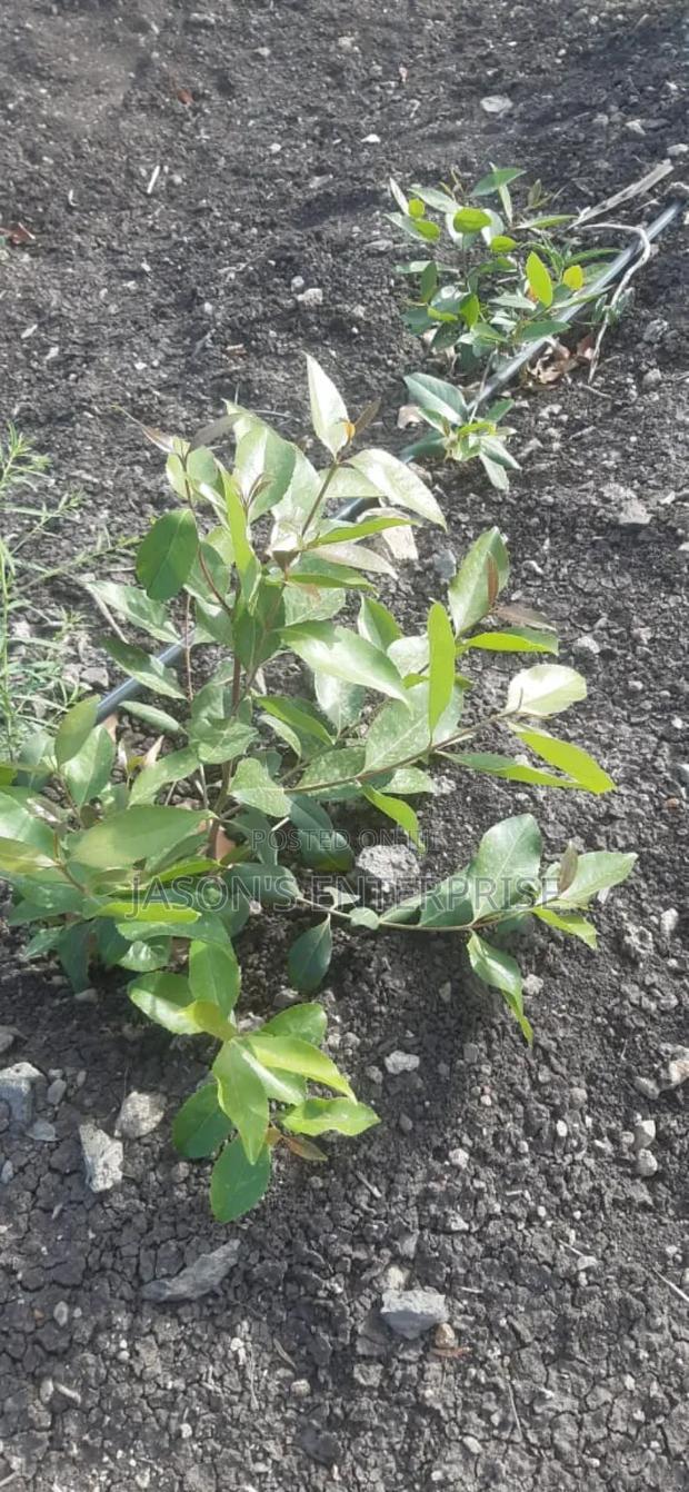 Muguka Seedlings - thumbnail 6