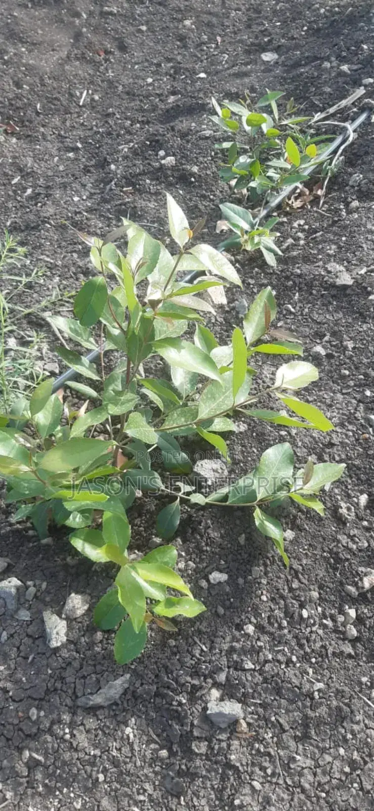 Muguka Seedlings