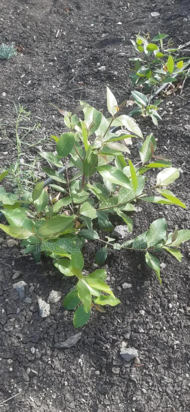 Muguka Seedlings - thumbnail 7