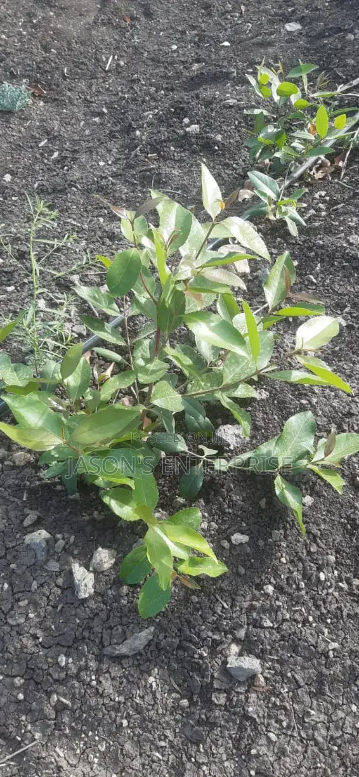 Muguka Seedlings
