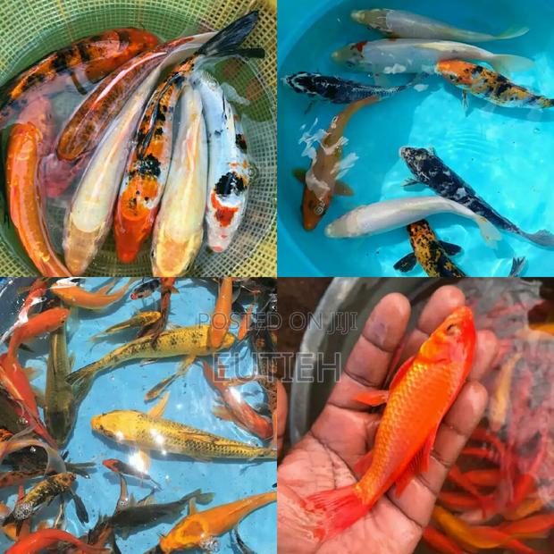 Ornamental Live Fish(Gold Fish,Coy E.T.C) - main view