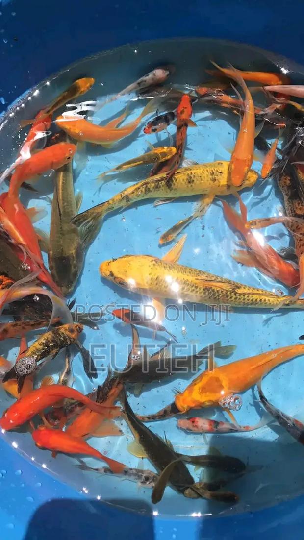 Ornamental Live Fish(Gold Fish,Coy E.T.C) - thumbnail 3