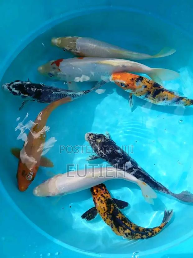 Ornamental Live Fish(Gold Fish,Coy E.T.C) - thumbnail 4