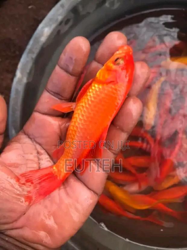 Ornamental Live Fish(Gold Fish,Coy E.T.C) - thumbnail 5
