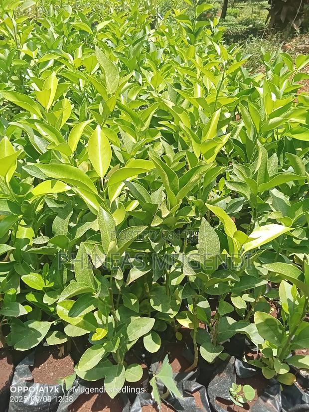 Pixie Orange Seedlings - thumbnail 2