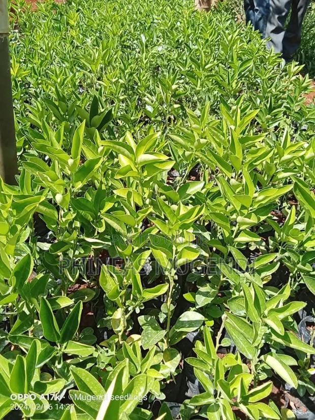 Pixie Orange Seedlings - thumbnail 4