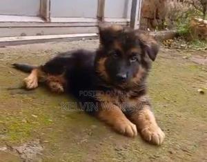 1-3 months Male Purebred German Shepherd