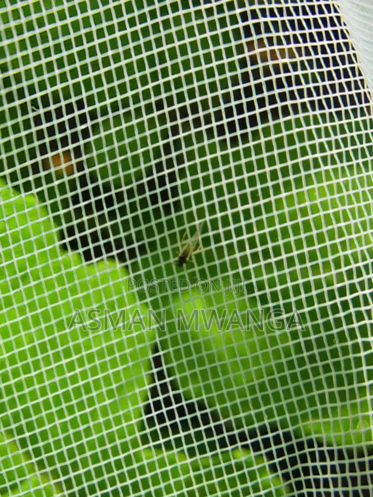 Insect Mesh/Net 4m × 50m