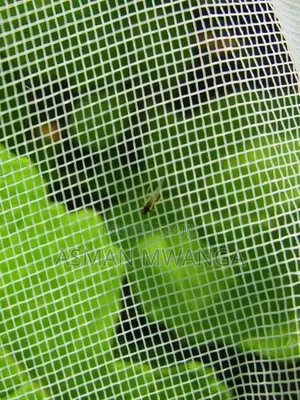 Insect Mesh/Net 4m × 50m