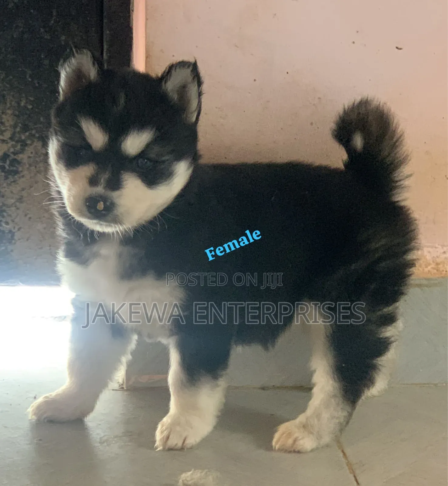 1-3 months Female Purebred Siberian Husky