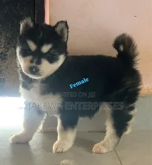 1-3 months Female Purebred Siberian Husky