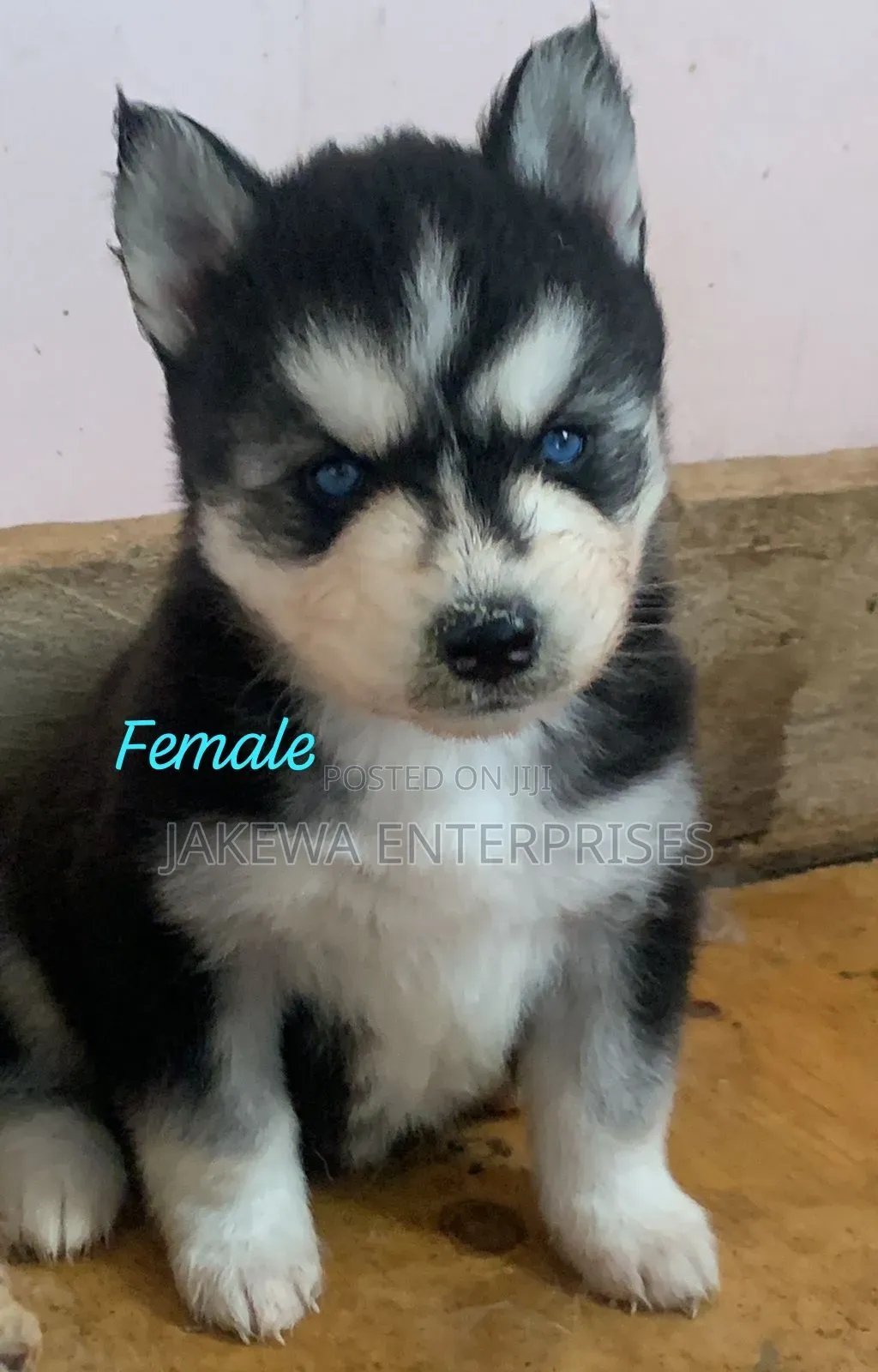 1-3 months Female Purebred Siberian Husky