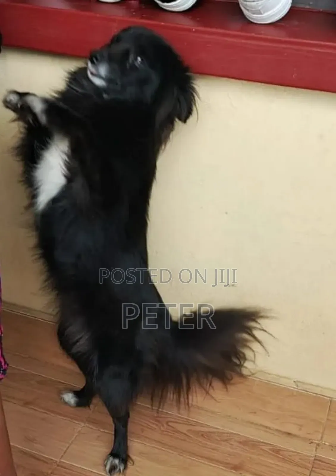 1+ year Female Purebred Japanese Spitz
