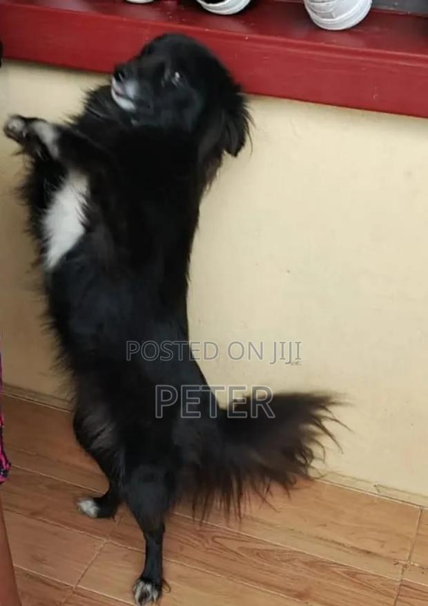 1+ year Female Purebred Japanese Spitz