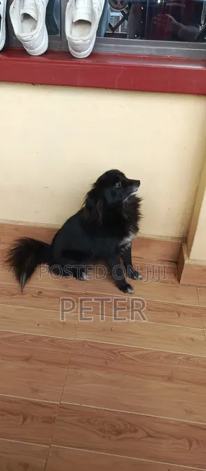 1+ year Female Purebred Japanese Spitz