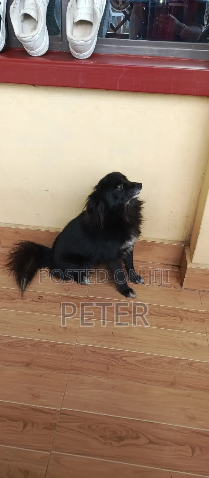 1+ year Female Purebred Japanese Spitz