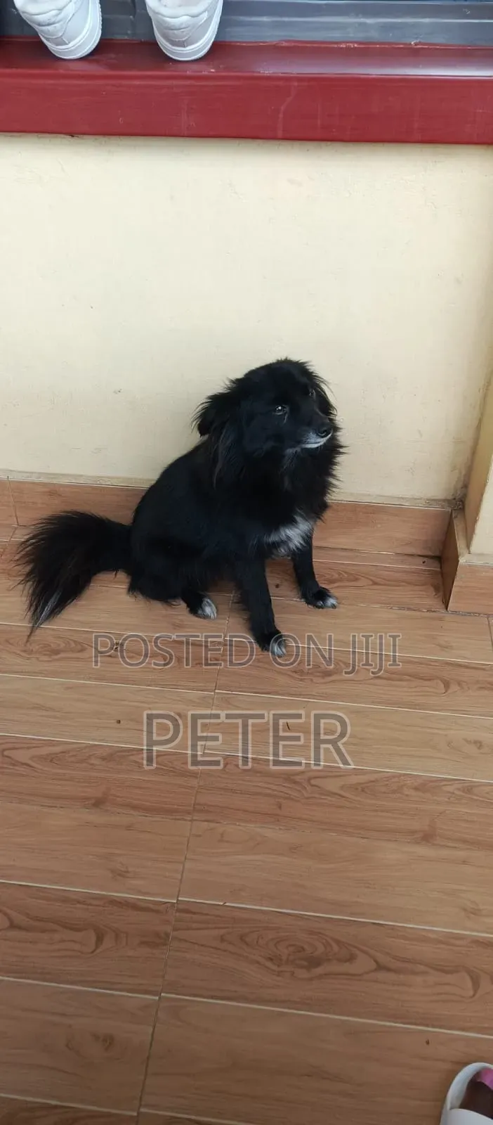 1+ year Female Purebred Japanese Spitz