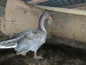 Grey Toulouse Goose - Mature Males/Female - Per Bird