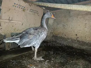 Grey Toulouse Goose - Mature Males/Female - Per Bird
