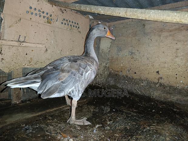 Grey Toulouse Goose - Mature Males/Female - Per Bird - thumbnail 2