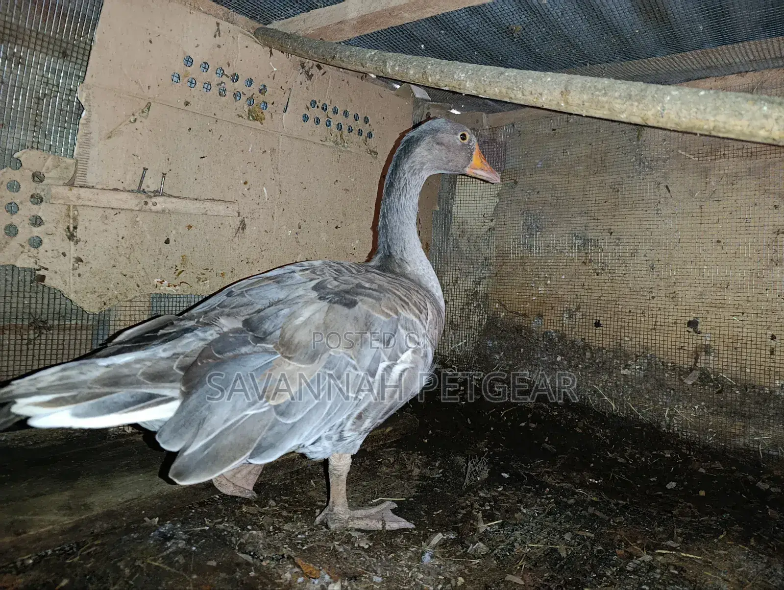 Grey Toulouse Goose - Mature Males/Female - Per Bird
