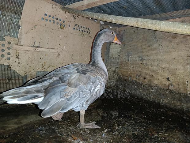 Grey Toulouse Goose - Mature Males/Female - Per Bird - thumbnail 3