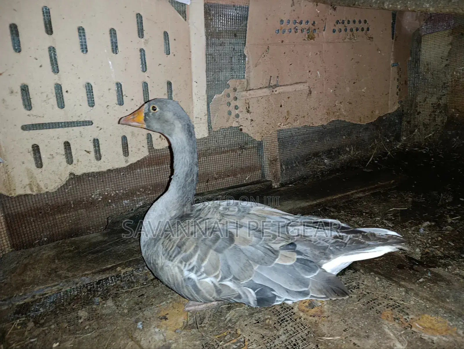 Grey Toulouse Goose - Mature Males/Female - Per Bird