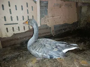 Grey Toulouse Goose - Mature Males/Female - Per Bird