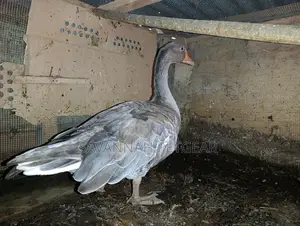 Grey Toulouse Goose - Mature Males/Female - Per Bird