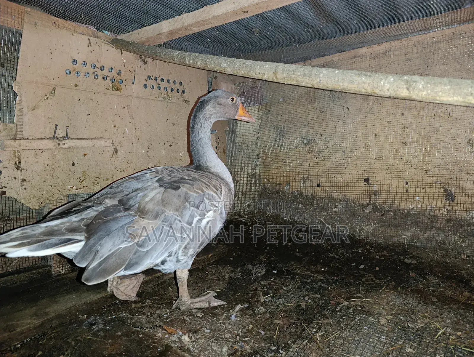 Grey Toulouse Goose - Mature Males/Female - Per Bird
