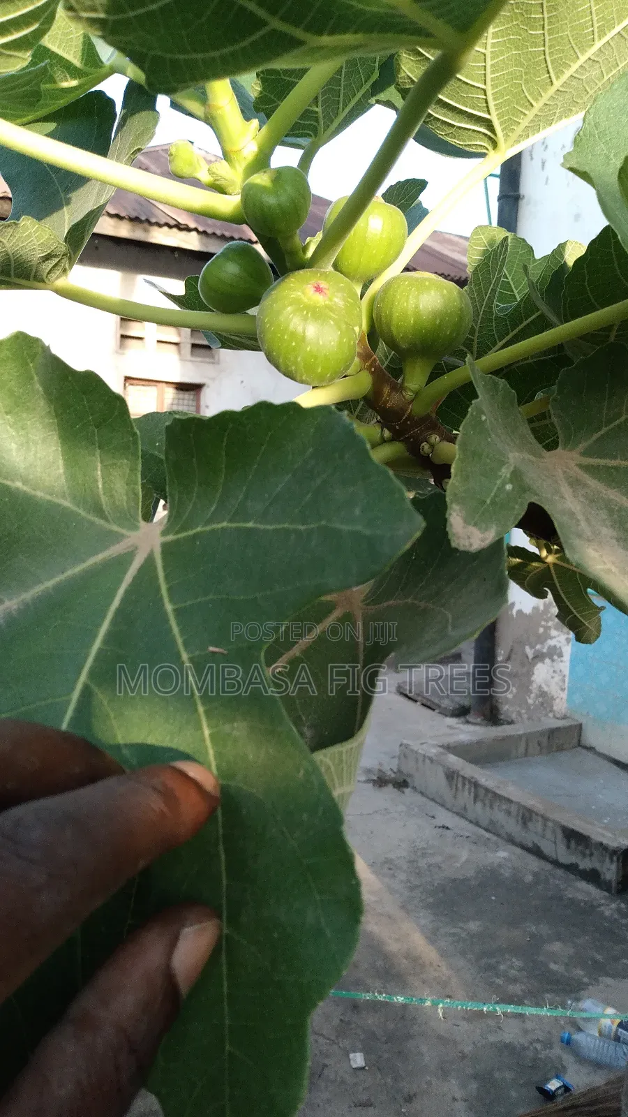 Fig Trees With Fruits