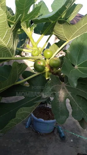Fig Trees With Fruits