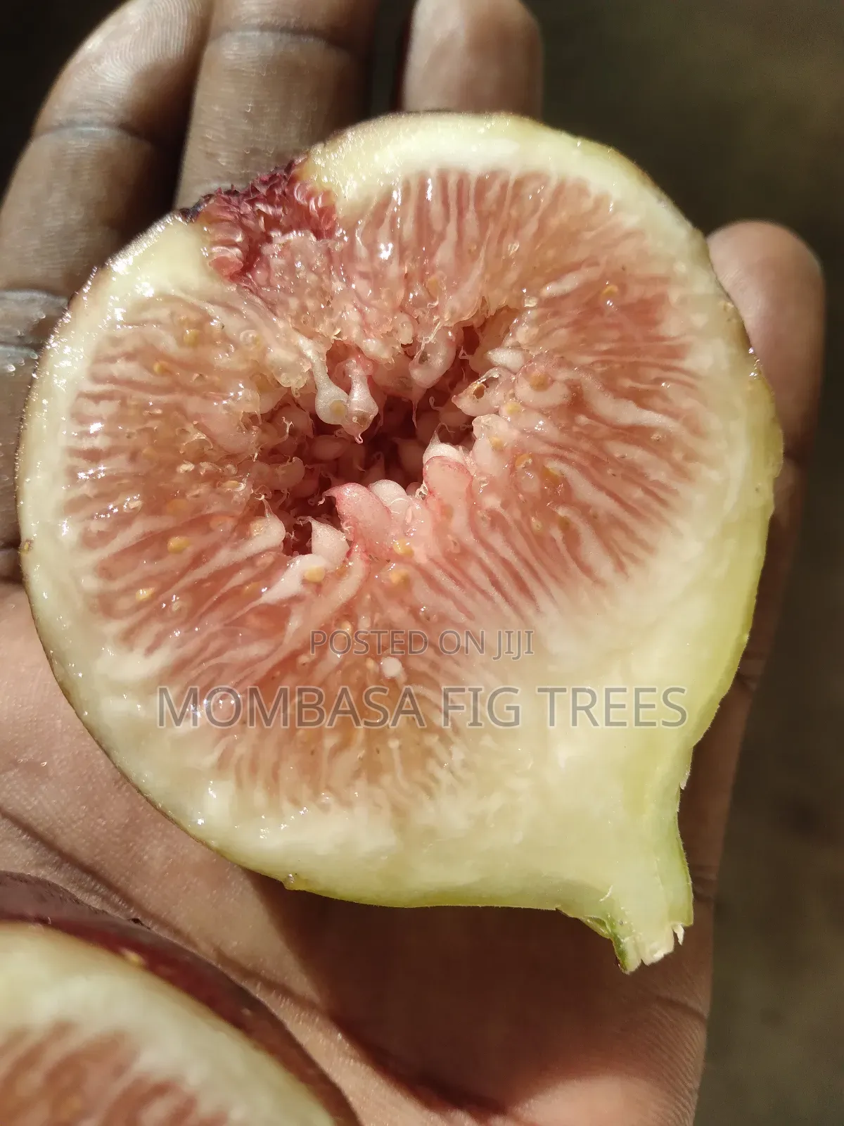 Fig Trees With Fruits