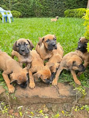 1-3 months Male Purebred Boerboel - main view
