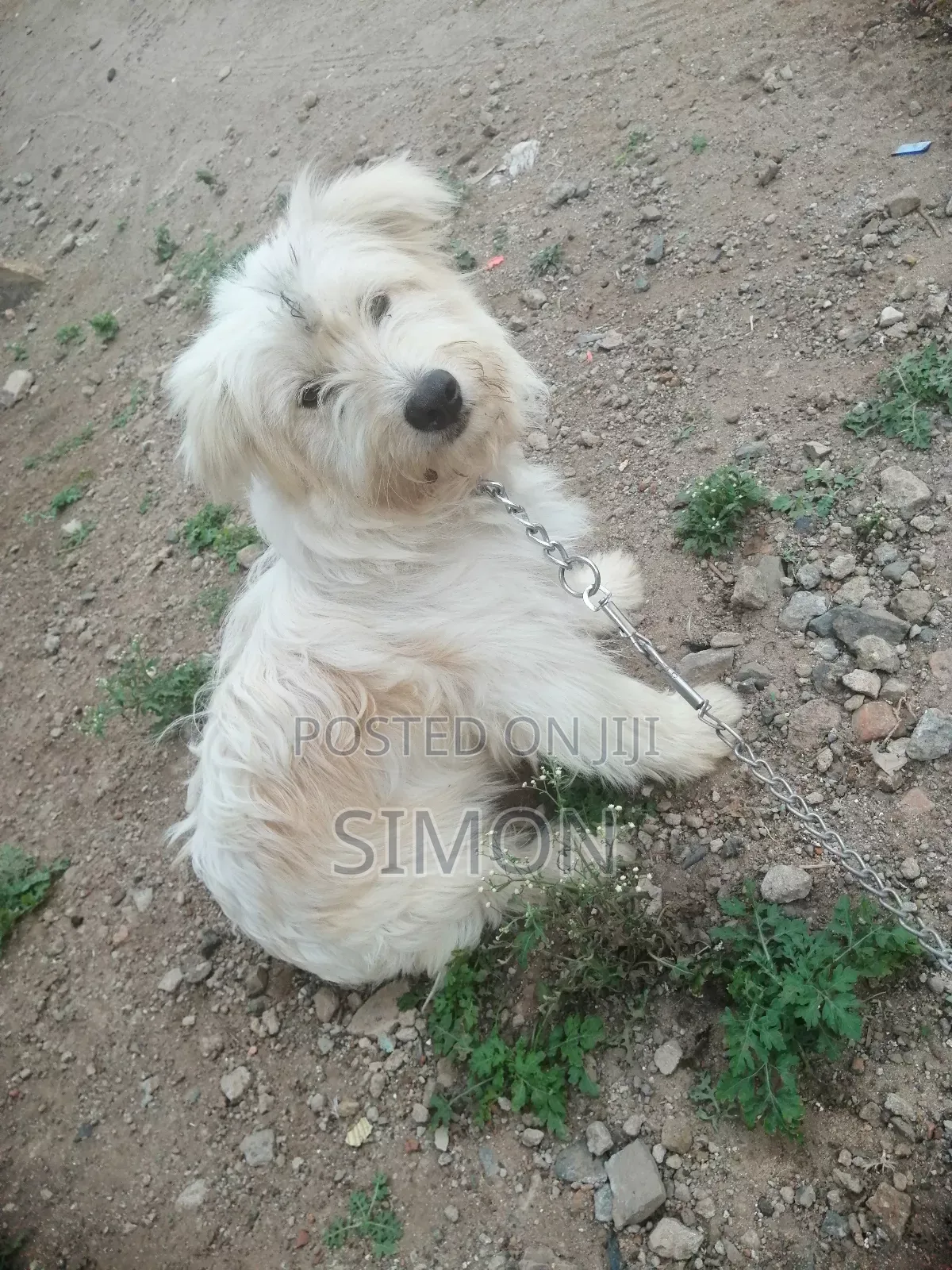 1-3 months Male Purebred Maltese