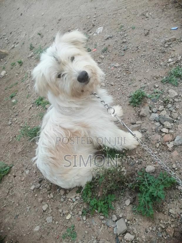1-3 months Male Purebred Maltese