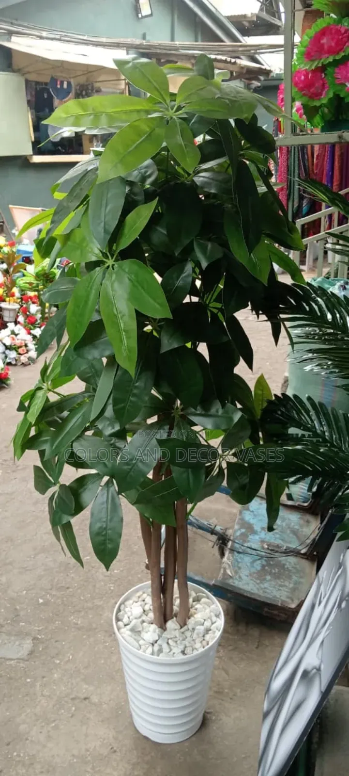 Mango Plain Green Tree Plus Vase