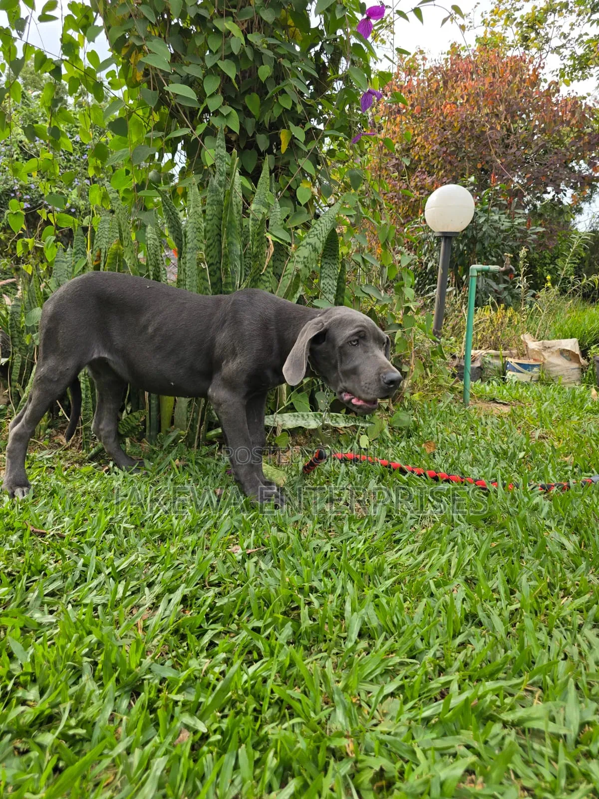 3-6 months Female Purebred Great Dane